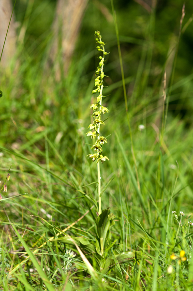 Epipactis